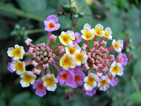 ✓ free for commercial use ✓ high quality images. small flowers | Funchal Daily Photo