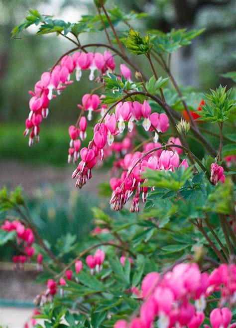 Maybe you would like to learn more about one of these? #shadeperennials in 2020 | Shade perennials, Shade ...