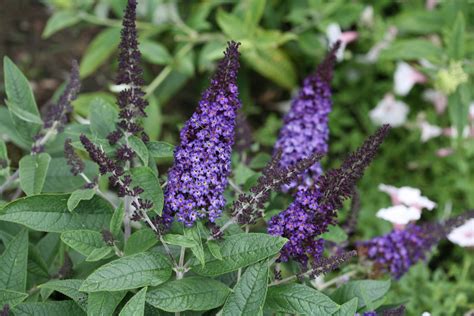 Either chemical fertilizers or organic. Pugster Blue® - Butterfly Bush - Buddleia x | Proven Winners