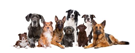 10 Most Popular Dog Breeds In Australia Happybark