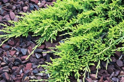 13 Best Plants For Steep Slopes Garden Lovers Club Evergreen Ground