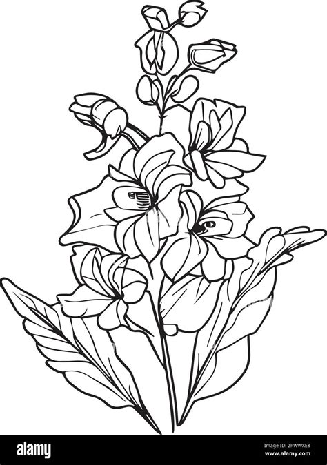 Delphinium Tattoo Black And White Pencil Delphinium Drawing July