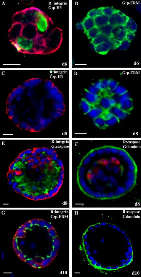 Check spelling or type a new query. HC11 cells form polarized, growth-arrested acini when ...