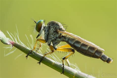 robber fly aka the assassin fly robber fly aka the assass… flickr