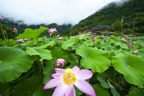 Lotus Flowers Bloom In East Chinas Town Xinhua Englishnewscn