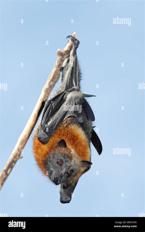Grey Headed Flying Fox Pteropus Poliocephalus Hanging From A Branch
