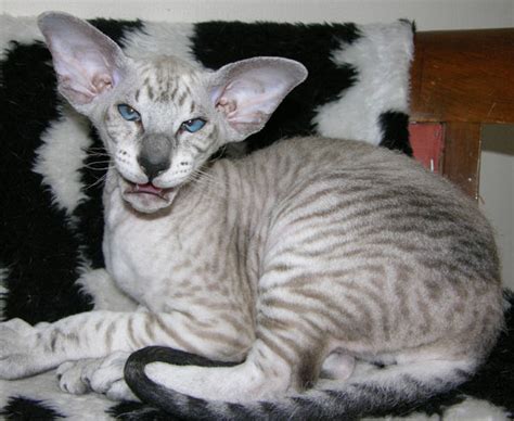 Peterbald Pictures Information Training Grooming And Kittens