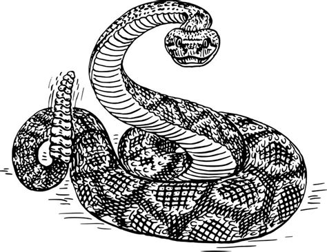 Rattlesnake Openclipart Snake Drawing Snake Illustration Snake Tattoo Design