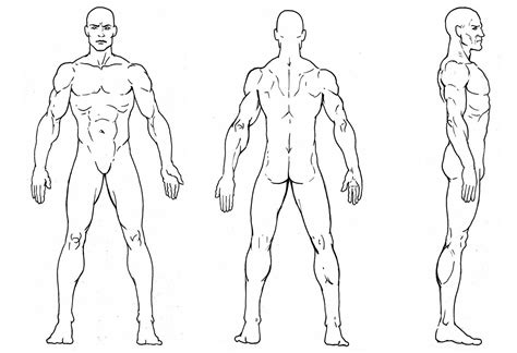 Character Reference Sheet Character Model Sheet Anatomy Reference Character Modeling Art