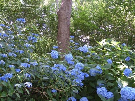 Common names include bigleaf hydrangea, french hydrangea, lacecap hydrangea, mophead hydrangea, penny mac and hortensia. PlantFiles Pictures: Bigleaf Hydrangea, Lacecap 'Claudie ...