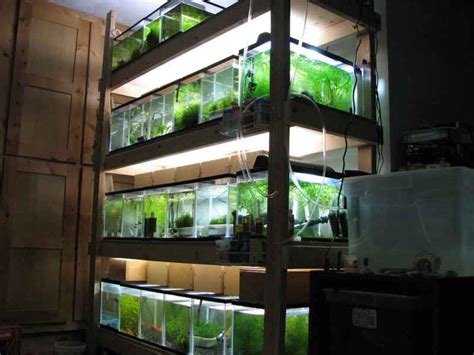 Biorb aquarium stand 105 black/white tank display acrylic modern unit 48720 oase. Shelves for Fish Tanks | Fish tank, Tropical fish aquarium ...