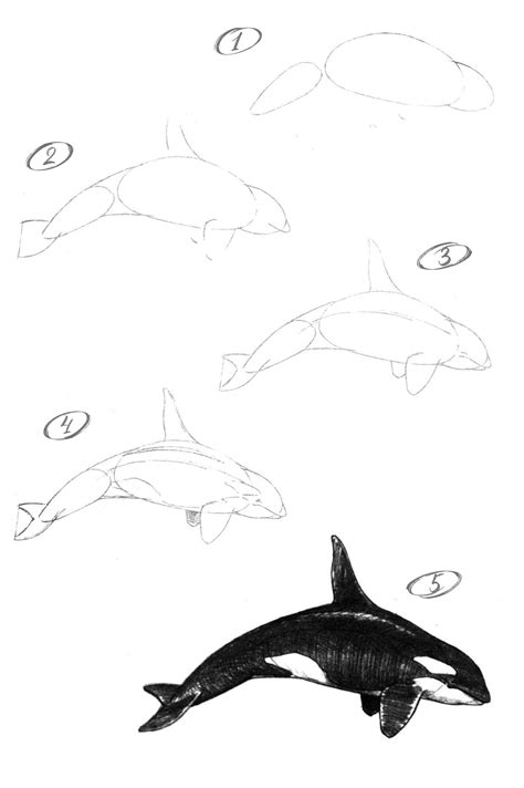 How To Draw A Killer Whale Orca With Pencil Step By Step Tutorial