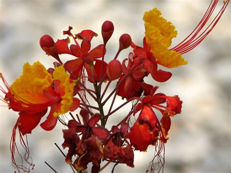pride of barbados national flower of barbados karen flickr