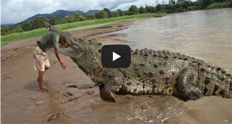 Crocodile Attack On Man Thaiblog