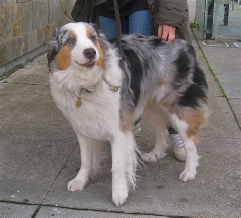 Dog Of The Day Australian Shepherd The Dogs Of San Francisco