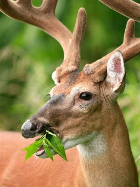 Mississippi Dept Of Wildlife Kill More Deer