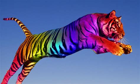 Rainbow Tiger By Ridinginlongsocks On Deviantart