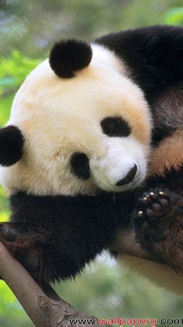 Download Sleeping Panda Funny Wallpapers For Your Mobile Cell Phone