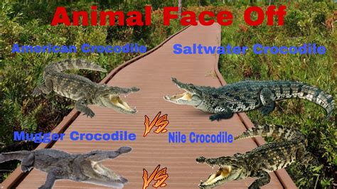 American Crocodile Vs Saltwater Crocodile And Mugger Crocodile Vs Nile