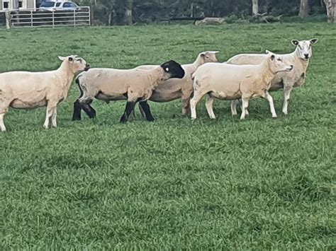 Coolarne Suffolk Ram Lamb Featuring In Cpt Natural Mating Sheep Ireland