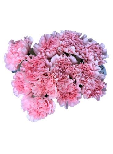 Hochwertiges gebaude um 100 qm mit satteldach. Ralphs - BLOOM HAUS™ Regular Carnations, 12 stems