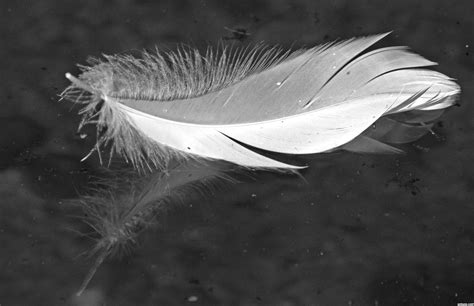 Molted picture, by MnMCarta for: bird feather photography contest - Pxleyes.com