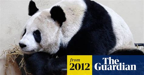 Giant Pandas Fail To Mate Conservation The Guardian