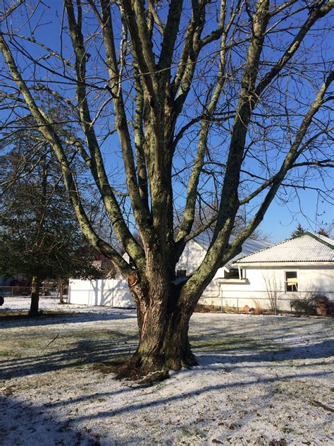 Neighborhood Silver Maple Tree I Remember When It Was A Stick