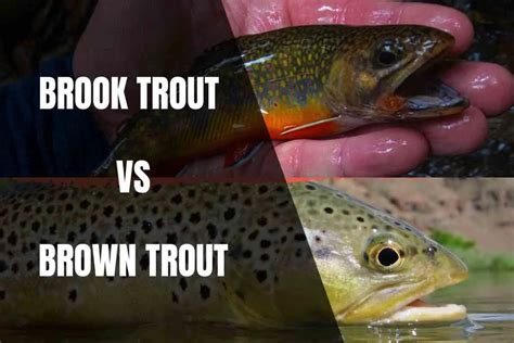 The Differences Between Brook Trout And Brown Trout Begin To Fish