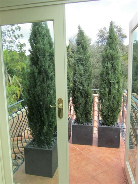 Many nurseries now carry mini and. Cedars/Conifers
