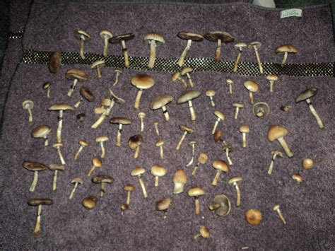 Wild North Carolina Cubensis Mushroom Hunting And Identification