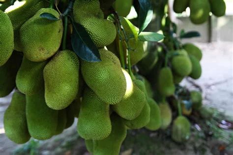 How To Grow Jackfruit From Seed To Harvest Check How This Guide Helps