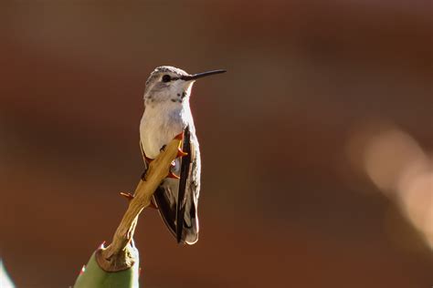 Desert Hummingbird Femaleimmature Hummingbird In The Humm Flickr