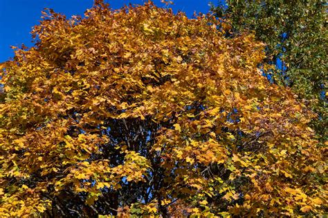 Premium Photo Yellowing And Falling Foliage Of Deciduous Trees In Autumn