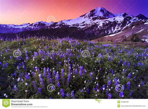 Volcano And Flowers In Stunning Color Stock Photo Image