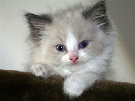 20 Most Affectionate Cat Breeds In The World With Images Ragdoll