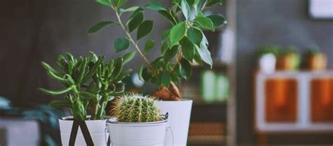 10 Beneficios De Tener Una Planta En Casa Blog Xochitla
