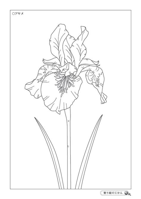 6月の花ぬりえ 塗り絵のじかん 塗り絵 花の塗り絵 ぬり絵 花の塗り絵 ぬり絵 塗り絵