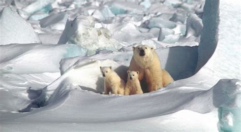 The Polar Bear Population In The Arctic May Be Growing Experts Say