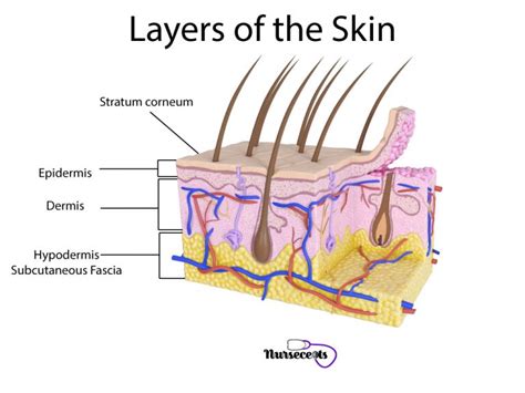 7 Facts About The Integumentary System Every Nursing Student Should