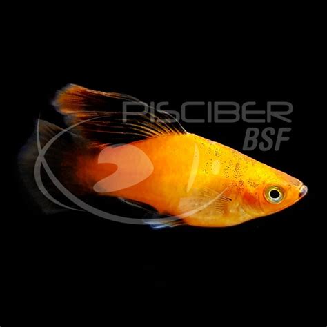 Platy Sunset Hi Fin Pisciber Bsf