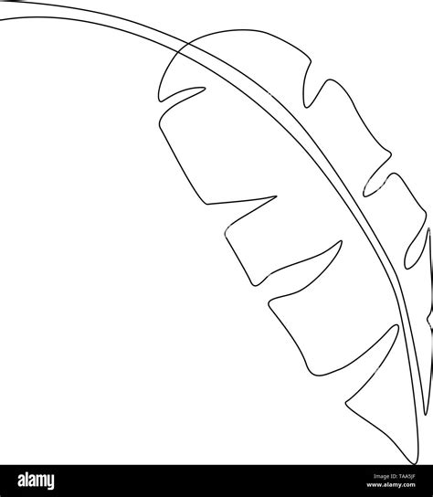 One Line Drawing Banana Leaf Continuous Line Exotic Tropical Plant