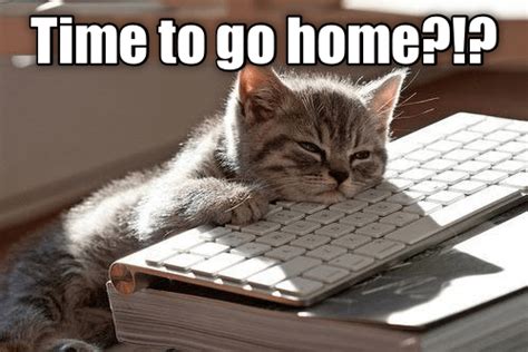 Time To Go Home Yet Lolcats Lol Cat Memes Funny Cats Funny
