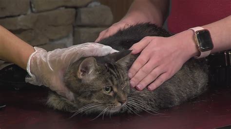 Caring For Diabetic Cats