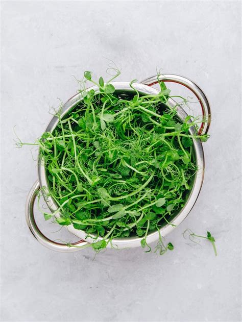 Packed With Nutrients 6 Health Benefits Of Eating Pea Shoots Blend