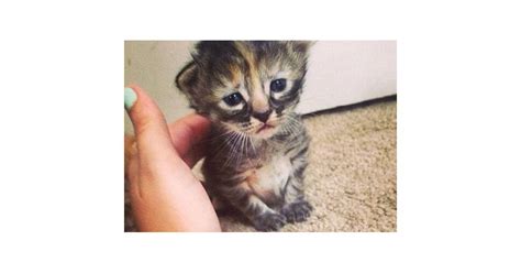 Cute Purrmanently Sad Cat Le Chat Triste Qui Déprime Le Web Purebreak