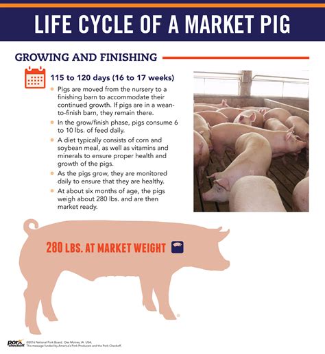Life Cycle Of A Market Pig Pork Checkoff