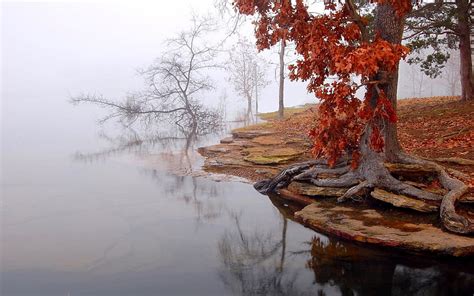 Lake Autumn Landscape Fog Tree Hd Wallpaper Peakpx