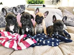 Find yorkshire terrier dogs and puppies from arizona breeders. View Ad: French Bulldog Puppy for Sale near Arizona, CAVE ...