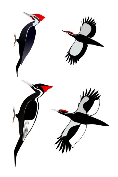 Cool Contemporary Print Of Ivory Billed Woodpecker By Sarah Nicholls